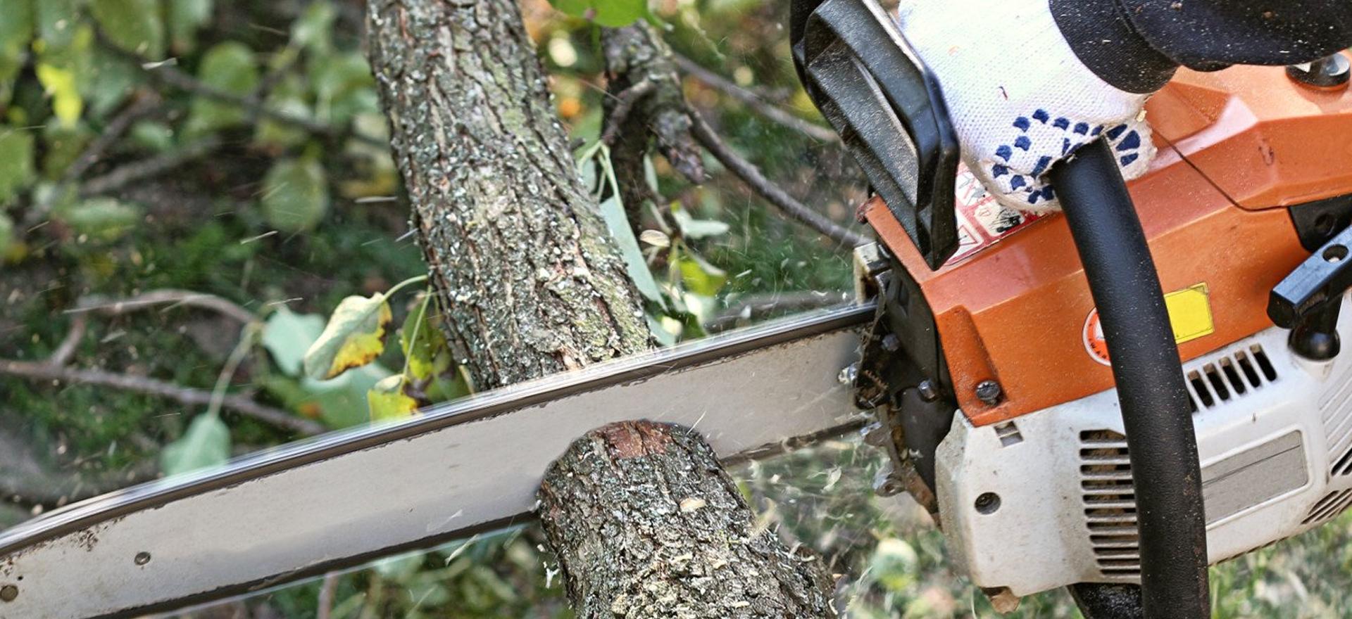 Tree trimming services downingtown